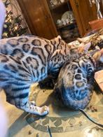 Bengaal kittens met stamboom, Dieren en Toebehoren, Katten en Kittens | Raskatten | Korthaar, Poes, Gechipt, 0 tot 2 jaar
