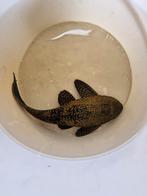 Grote algeneter te koop