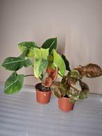 Syngonium Package Deal, Ophalen of Verzenden, Halfschaduw, Minder dan 100 cm