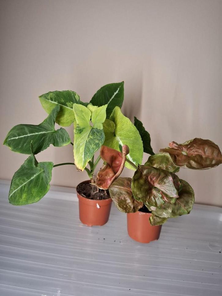 Syngonium Package Deal, Huis en Inrichting, Kamerplanten, Minder dan 100 cm, Halfschaduw, Ophalen of Verzenden