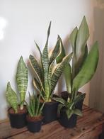 5 sanseveria kamerplanten set 15-50cm, Ophalen, Vetplant, Halfschaduw, In pot