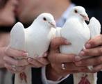 WITTE Vogels............., Meerdere dieren, Wildzangvogel