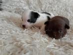 Chihuahua pups, Dieren en Toebehoren, Particulier, Meerdere, 8 tot 15 weken, Reu