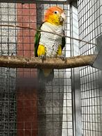 Roestkop caique, Dieren en Toebehoren, Meerdere dieren, Papegaai