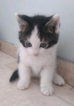 "Sinterklaas" Kittens ️🩷, Dieren en Toebehoren, Katten en Kittens | Overige Katten, Meerdere dieren, Kortharig, 0 tot 2 jaar