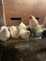Kippen wyandotte kriel zalm haan en witte hennen, Dieren en Toebehoren, Pluimvee, Meerdere dieren, Kip
