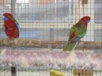 te koop een koppel jonge rode penanten, Dieren en Toebehoren, Vogels | Parkieten en Papegaaien, Meerdere dieren, Parkiet, Geringd