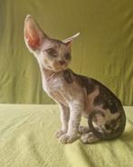 Devon rex kittens, Dieren en Toebehoren, Katten en Kittens | Raskatten | Korthaar, Kater, Gechipt, 0 tot 2 jaar
