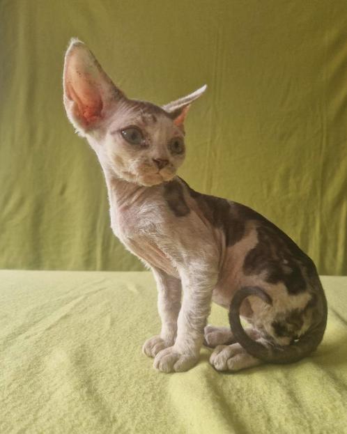 Devon rex kittens, Dieren en Toebehoren, Katten en Kittens | Raskatten | Korthaar, Kater, 0 tot 2 jaar, Met stamboom, Gechipt
