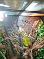 KAMELEON GRATIS OPHALEN, Ophalen