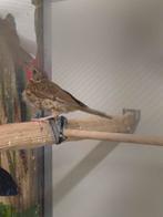 Zanglijsters, Dieren en Toebehoren, Vogels | Overige Vogels, Geslacht onbekend, Wildzangvogel, Geringd