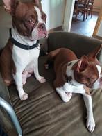 Boston terrier ter dekking, Dieren en Toebehoren, Honden | Bulldogs, Pinschers en Molossers, Rabiës (hondsdolheid), Reu, 1 tot 2 jaar