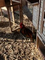 Onagadori haantjes te koop, Dieren en Toebehoren, Mannelijk, Kip