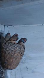 zebravinken, Meerdere dieren