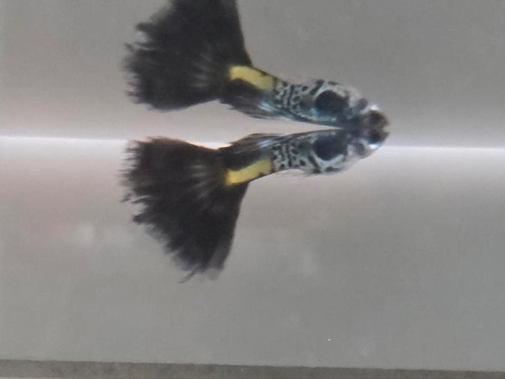 ACTIE!!! Raszuivere Galaxy bleu tail guppy's., Dieren en Toebehoren, Vissen | Aquariumvissen, Vis