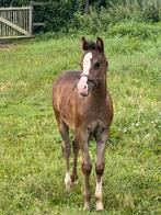 Stoer hengstveulen, Hengst, Recreatiepony, 0 tot 2 jaar