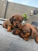3 prachtige teckel x jack russel pups, Dieren en Toebehoren, Rabiës (hondsdolheid), 8 tot 15 weken, Korthaar, Teef