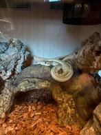 Koningspyhon met terrarium, Dieren en Toebehoren, Reptielen en Amfibieën | Toebehoren, Ophalen, Terrarium of Paludarium