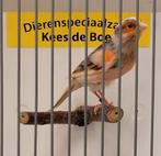 Harlekijn kanarie man, Dieren en Toebehoren, Vogels | Kanaries, Mannelijk