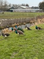 Jonge pauwen te koop, Geslacht onbekend, Overige soorten