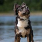 Franse bulldog dekreu ( volledig gekeurd ), Dieren en Toebehoren, Rabiës (hondsdolheid), Reu, Eén hond, 3 tot 5 jaar