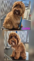 Hondentrimster heeft nog plek.