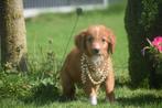 Nova Scotia duck tolling retriever pups, België, Overige rassen, 8 tot 15 weken, Meerdere