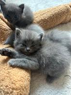 Halve britse korthaar x ragdoll kittens, Dieren en Toebehoren, Katten en Kittens | Raskatten | Korthaar, Poes