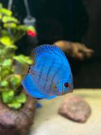 7 discussen, Dieren en Toebehoren, Vissen | Aquariumvissen, Vis