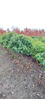 Portugese laurier bol op stam, diverse hoogtes, Ophalen, Halfschaduw, Bolboom, Minder dan 100 cm