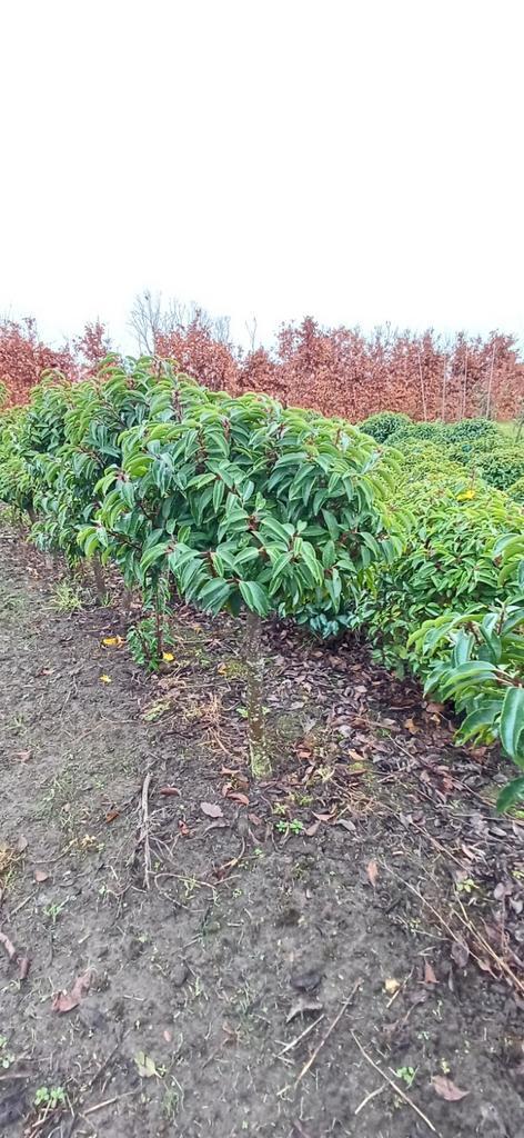 Portugese laurier bol op stam, diverse hoogtes, Tuin en Terras, Planten | Bomen, Bolboom, Minder dan 100 cm, Halfschaduw, Ophalen
