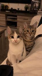 Kater en Poes, Meerdere dieren, Kortharig, 0 tot 2 jaar