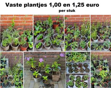 Vaste plantjes 1,00 tot 1,25 euro per stuk vlinders bijen beschikbaar voor biedingen