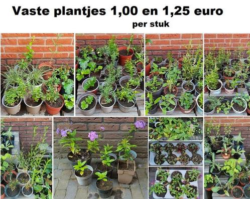 Vaste plantjes 1,00 tot 1,25 euro per stuk vlinders bijen, Tuin en Terras, Planten | Tuinplanten, Vaste plant, Overige soorten