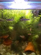 Aquarium visjes gratis, Dieren en Toebehoren, Vissen | Aquaria en Toebehoren, Ophalen, Gevuld zoetwateraquarium