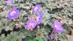 Geranium Azure Rush ooievaarsbekje vasteplanten, Ophalen of Verzenden, Zomer, Overige soorten, Halfschaduw