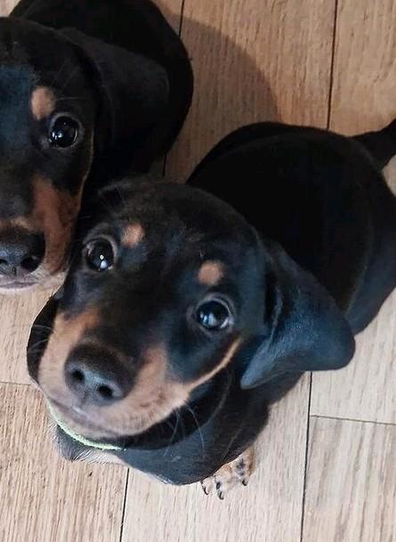 Dwerg Teckel Reutje |  Blck/Tan | Glad haar, Dieren en Toebehoren, Honden | Teckels en Dashonden, Reu, Korthaar, Dwerg, Particulier
