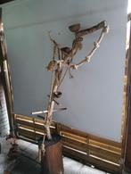 Te koop javaboom, Mannelijk, Papegaai
