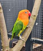Ricky zoekt een huisje! (Agapronis), Dieren en Toebehoren, Vogels | Parkieten en Papegaaien, Geslacht onbekend, Dwergpapegaai of Agapornis