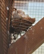 Diamantduifjes licht bruin, Dieren en Toebehoren, Vogels | Duiven, Mannelijk, Overige soorten