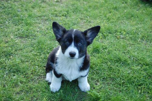 Welsh Corgi Cardigan, Dieren en Toebehoren, Honden | Herdershonden en Veedrijvers, Meerdere dieren, Herder, Particulier, Meerdere