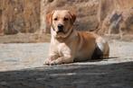 Prachtige stoere labrador reu/dekreu ter dekking aangeboden, Rabiës (hondsdolheid), Reu, 1 tot 2 jaar, Eén hond