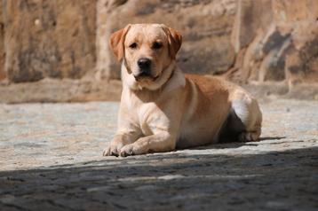 Prachtige stoere labrador reu/dekreu ter dekking aangeboden beschikbaar voor biedingen