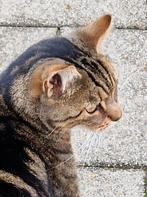 Jimmie zoekt een warm thuis...., Dieren en Toebehoren, Katten en Kittens | Overige Katten, Kater