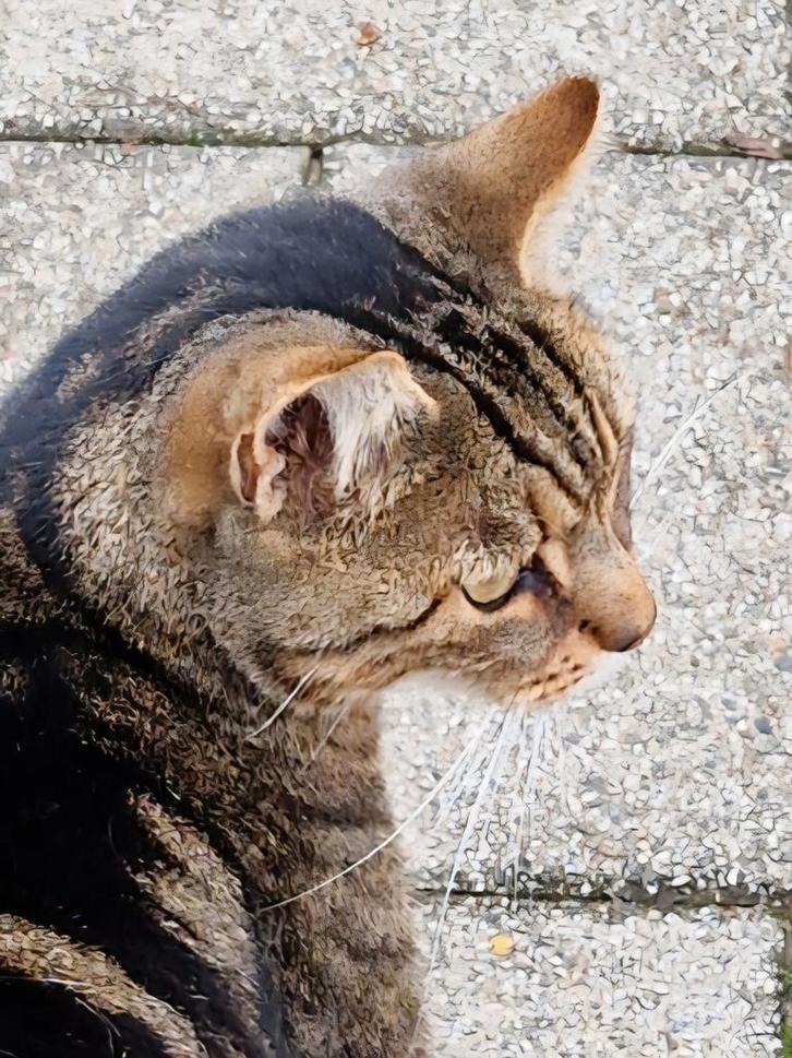 Jimmie zoekt een warm thuis...., Dieren en Toebehoren, Katten en Kittens | Overige Katten, Kater