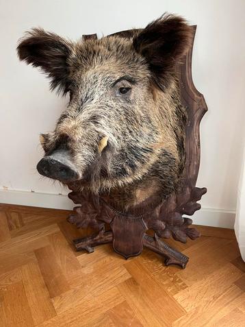 Opgezette Zwijnenkop/keiler - 90cm Hoogte, 57cm Breedte beschikbaar voor biedingen