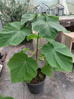 te koop Paulownia (keizersboom), Tuin en Terras, Planten | Bomen, Halfschaduw, Overige soorten, Minder dan 100 cm, Zomer