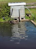 Zwarte zwaan, Dieren en Toebehoren, Pluimvee, Geslacht onbekend, Gans of Zwaan