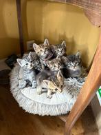Kittens of the Galaxy—— Maine Coon X, Dieren en Toebehoren, Katten en Kittens | Raskatten | Langhaar, Meerdere dieren, Ingeënt