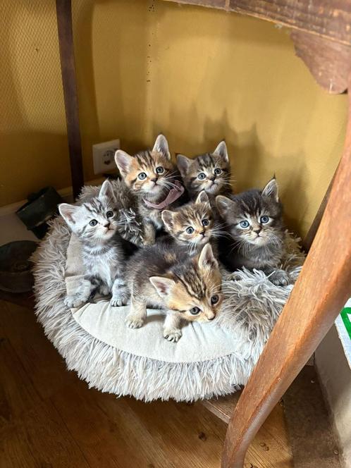 Kittens of the Galaxy—— Maine Coon X, Dieren en Toebehoren, Katten en Kittens | Raskatten | Langhaar, Meerdere dieren, Ingeënt